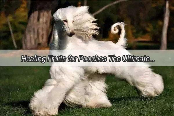 Healing Fruits for Pooches The Ultimate PostOp Snack Guide